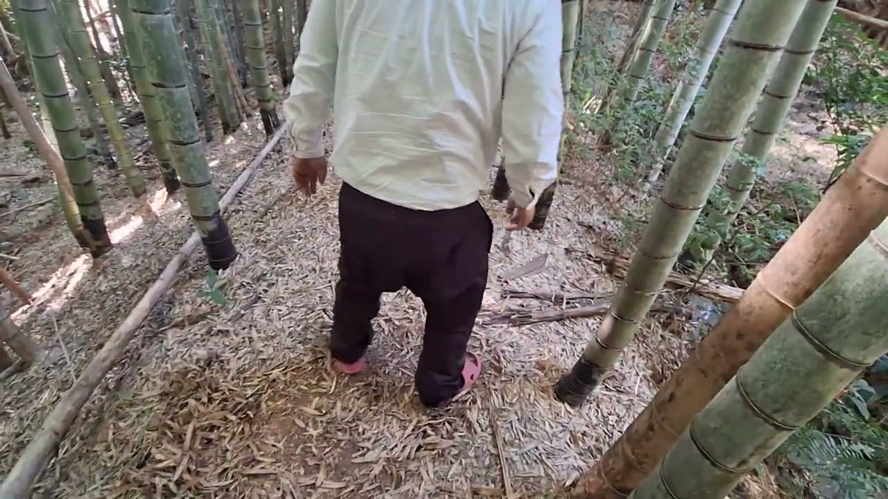 ヒカル社長タケノコを探す‼️