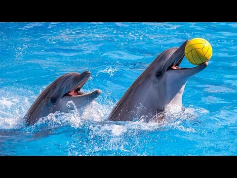 Dubai Dolphin show 2021 Full video#Dolphinarium#Rasamforlife.