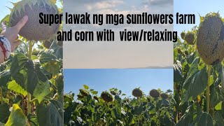 Wow unlimited sunflowers farm and corn/nature/pinaylivinginserbia 
