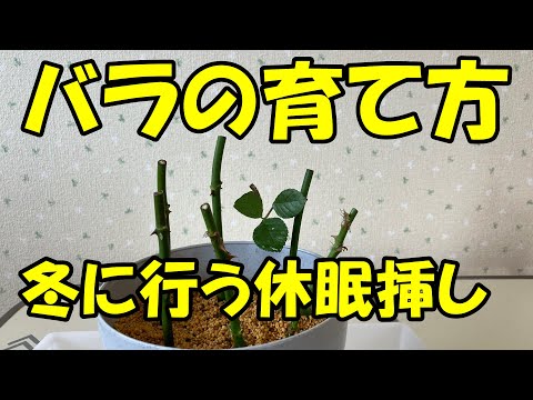 ばら挿し木苗 NguyenNhung バラの育て方 冬に行う休眠挿し Rose cuttings - YouTube