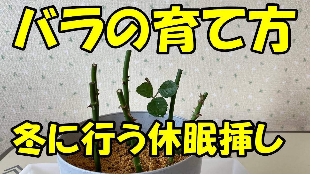 バラの育て方 冬に行う休眠挿し Rose cuttings - YouTube