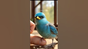 Thumbnail of "Little Bird's Song""Chirp, chirp! I'm singing my favorite song. #birds #trending #animal