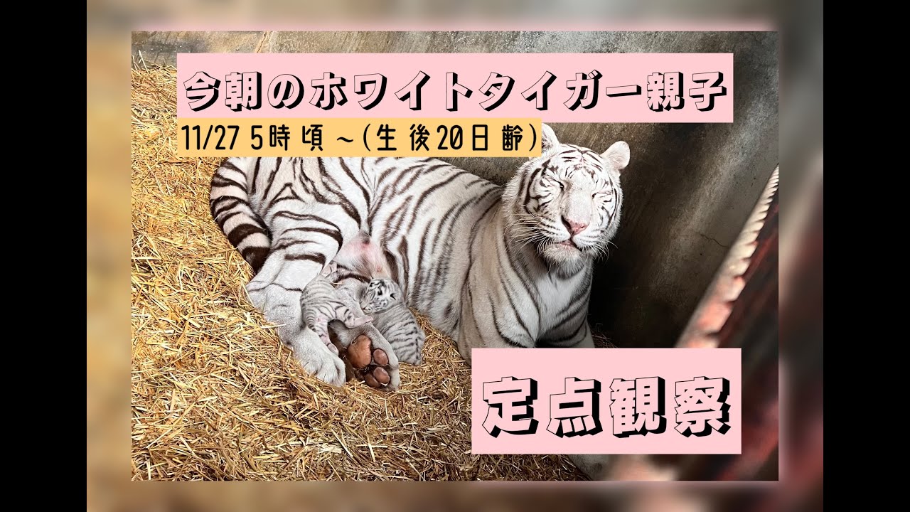 11/27 【朝のホワイトタイガー親子 定点観察】東武動物公園 公式
