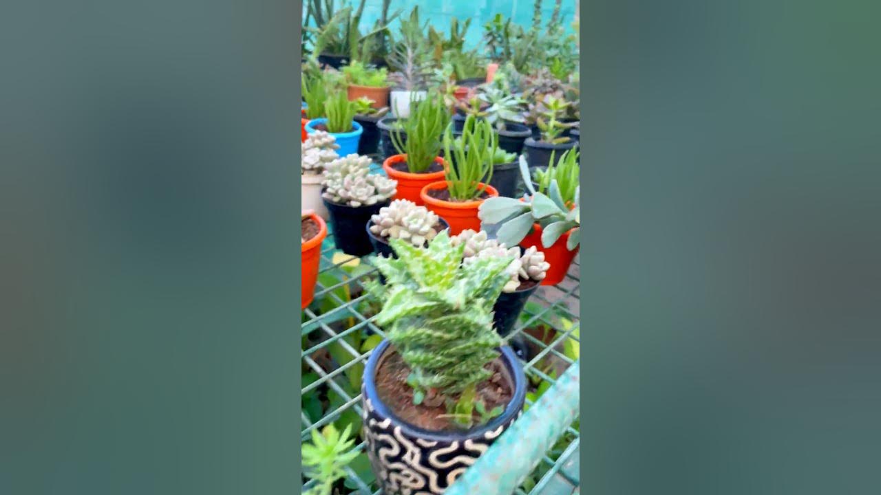 Visiting RLG Plant Nursery Yelahanka Bangalore RitasGarden 