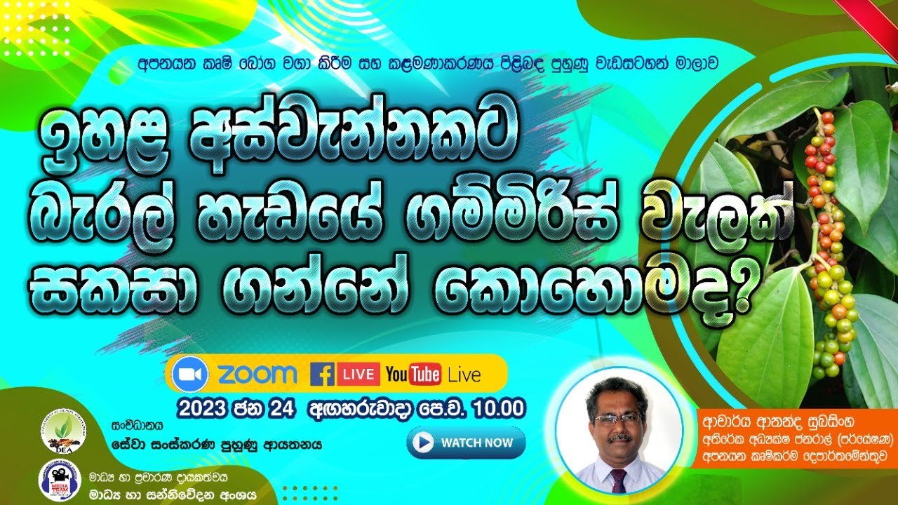 ඉහල අස්වැන්නකට බැරල් හැඩයේ ගම්මිරිස් වැලක් සකසා ගැනීම