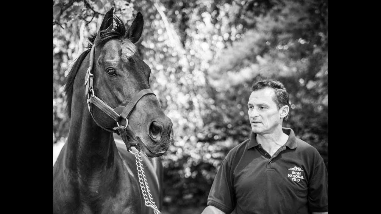 P.J Dreeling, Assistant Stud Manager, Irish National Stud
