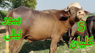 watch piure nili buffalo baredar for sale 6-5-2024 in Punjab Pakistan on YouTube