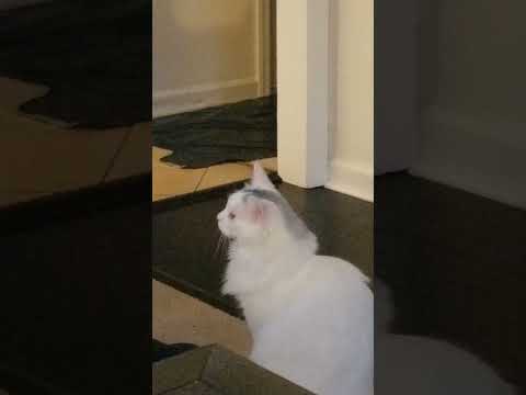 Turkish Van Cat is Super Focused on Calculus