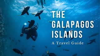 The Galapagos Islands Travel Guide  What I wish I knew!