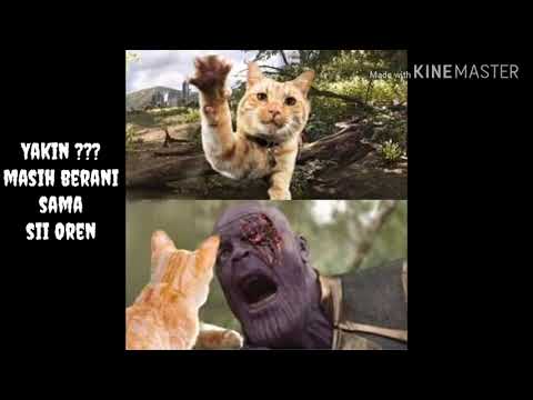 kumpulan-foto-/-meme-kucing-oren-bar-bar