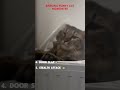FUNNY CAT MOMENTS EVER! ( pt.3) 😂😂 #shorts #funny