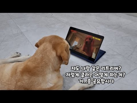슈퍼 히어로로 변신한 강아지가 부러웠던 리트리버...결국..