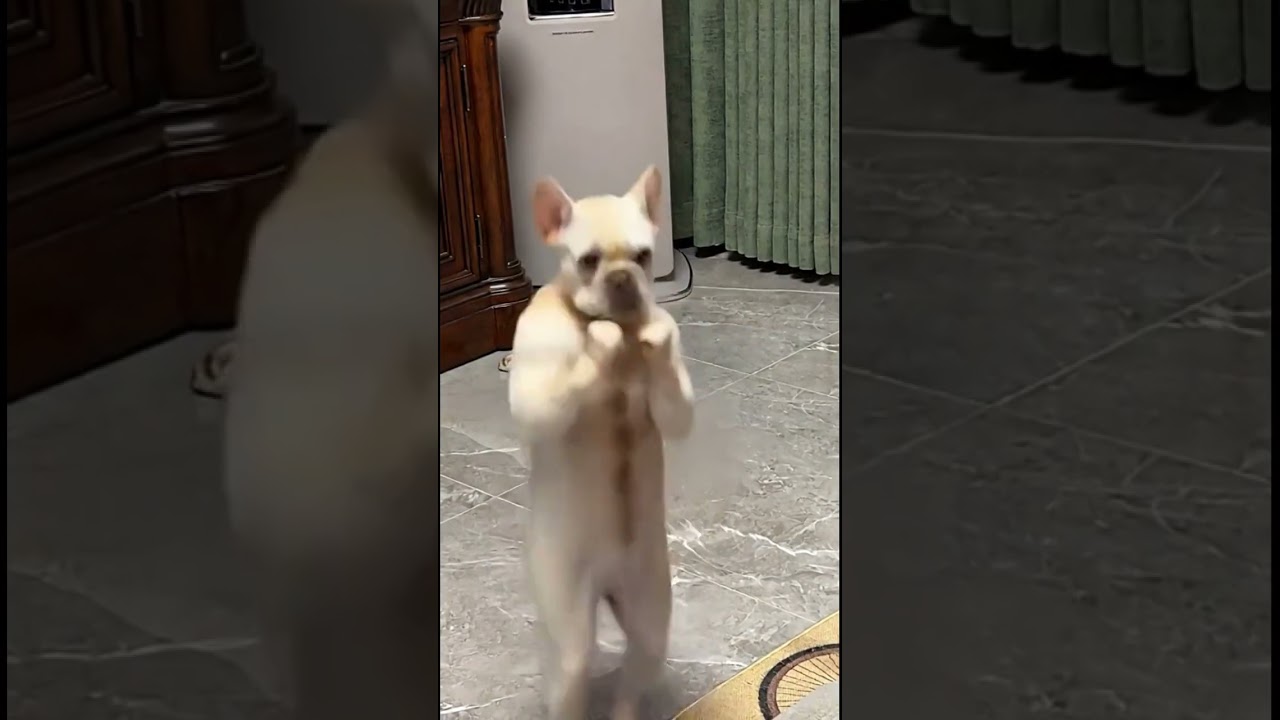 #memeclip #funnymemes #funny #memehub #funnyvideo #funnycomedy #funnymoments #youtubeshorts