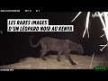 De rares images dun lopard noir prises au kenya