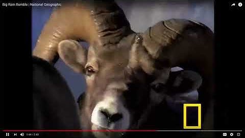 Unit 4.2.1 Intersexual Selection