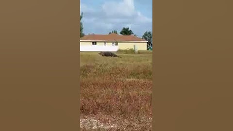 BIG gator in Cape Coral