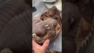 Lucu banget saat trenggiling menyusui anaknya