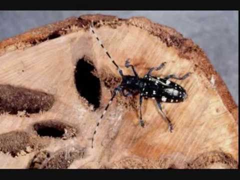 Asian long-horned beetle smithsonian
