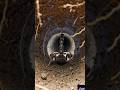 Whip Scorpion POV 😱 | Real Underground Hunt Caught on Micro Camera#viral