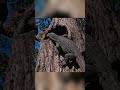 Palm Cockatoo Life Cycle: The 72-Day Survival Journey of a Rare Bird Chick