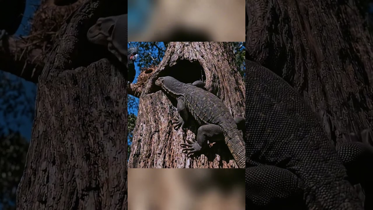 Palm Cockatoo Life Cycle: The 72-Day Survival Journey of a Rare Bird Chick