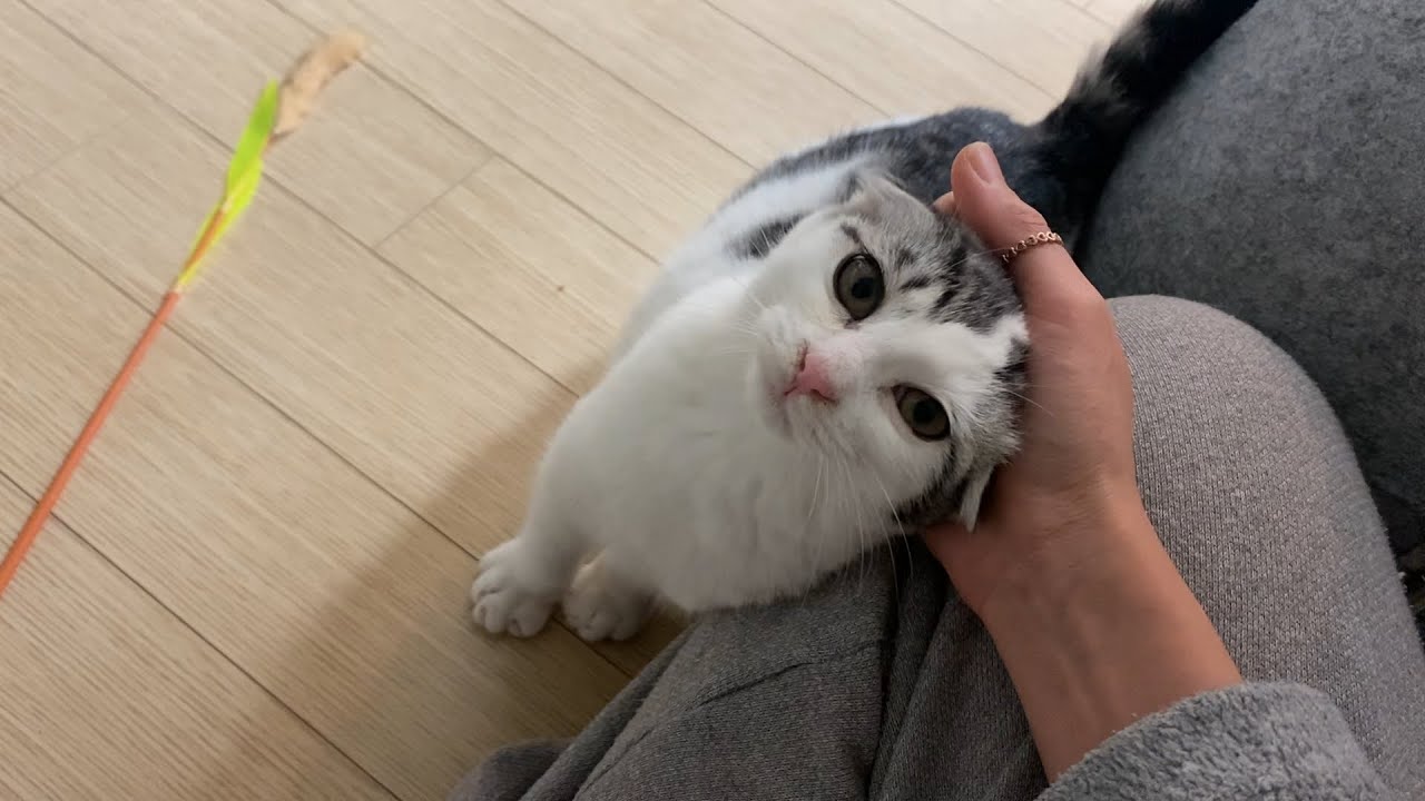 집 생활이 아직 서툴 수밖에 없는 아기 고양이!