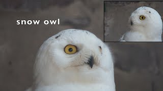 Sleepy Snowy Owl - Nomad Nature