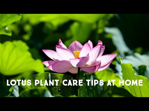 Video: Lotus Vine Care - Come coltivare piante di loto