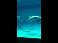 イルカのつくる輪 バブルリング