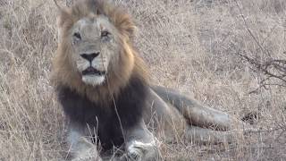 Lions Roaming in Mala Mala, Krugar National Park