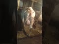 как ведёт себя корова перед отёлом