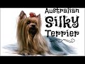 Australian Silky Terrier o Silky Terrier Australiano raza características historia perro adiestrado