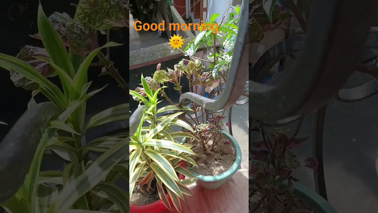 good morning everyone 🌞