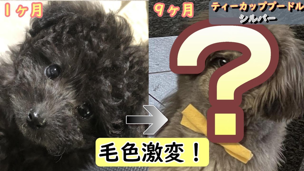 成長記録 黒からシルバーへの毛色変化の過程 毛色激変 Youtube