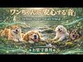 犬のお留守番音楽「自然音」｜心が落ち着くやさしい音の時間