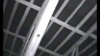 Natterer's bats emerging from roost