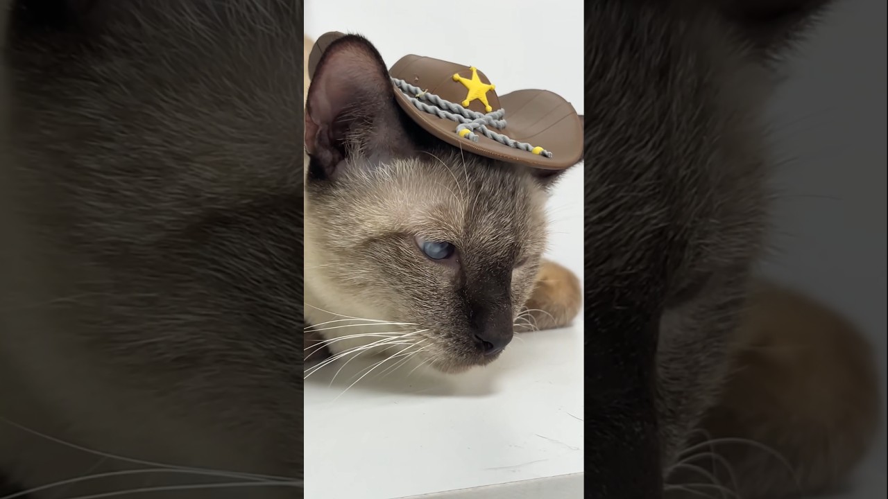 I actually made a cowboy hat for the kitten using 3d printing