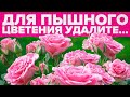 СРОЧНО УДАЛИТЕ ПЕРВЫЕ БУТОНЫ НА РОЗАХ! ПОЧЕМУ?