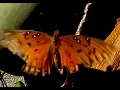 9 SECONDS OF A BUGS LIFE Butterfly Takes Flight Slow Motion 300 fps Casio Exilim EX-F1