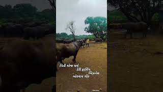 nitiajdharm#dairy#farming#business#gir#somnath#sasan#borvav#shorts#video#by#nitin
