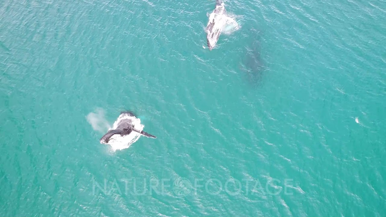 Humpback whale sideways breach in clear water - YouTube