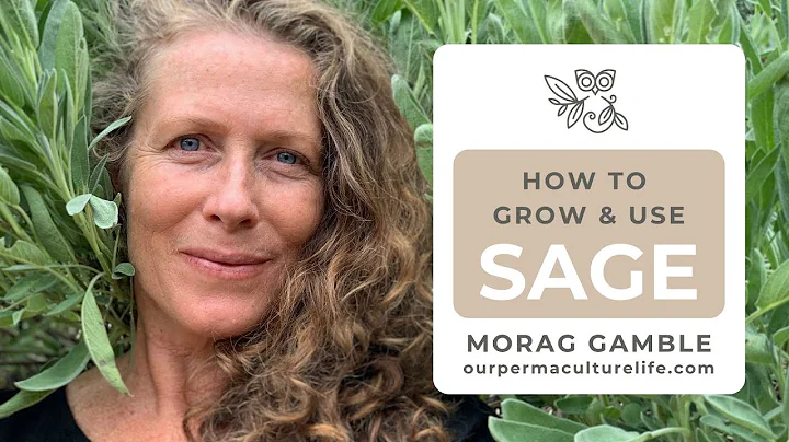 The many uses of Sage with Morag Gamble