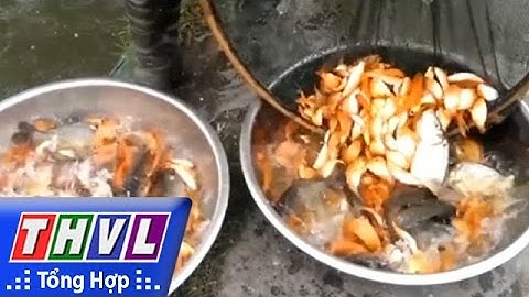 THVL | Người đưa tin 24G: Người dân Thanh Hóa hối hả thu hoạch cá chép ngày Tết ông Táo