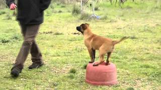 CHIOT MALINOIS GARDE D'OBJET ENTRAINEMENT