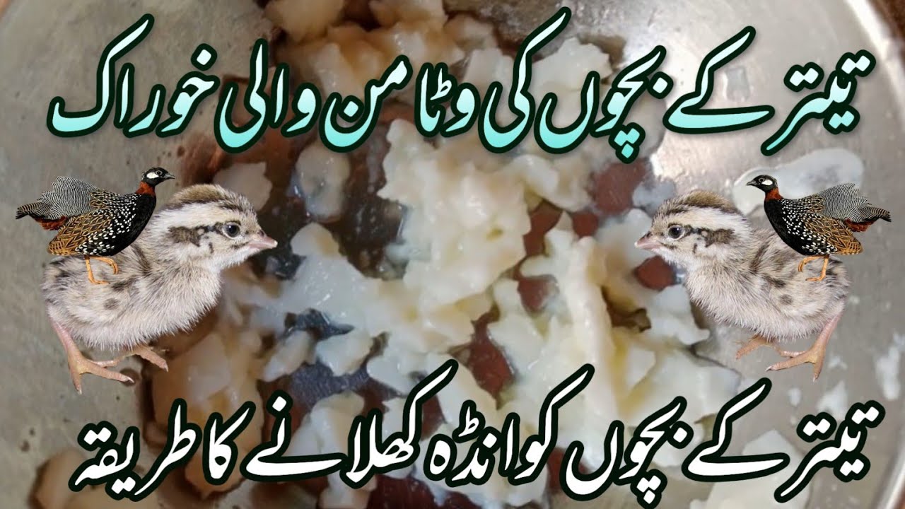 تیتر کے بچوں کی وٹامن والی خوراک | تیتر کے بچوں کو انڈہ کھلانے کس طریقہ | #teetarhealth