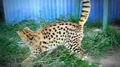 Video 1037311: f1 savannah female, gorgeous savannah, cat