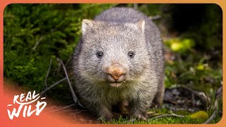 The Incredible Wild Animals That Rule The Australian Alps | 4K