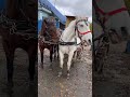 Осеняя жизнь лошадок #моялошадь #мояжизнь #лошади #horse #лошадки
