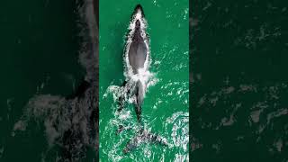 Humpback Whale Mother Swimming along with Her Calf