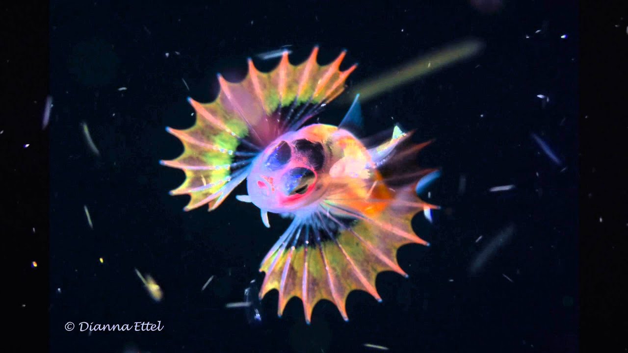 Pelagic Magic 2-2-16